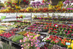 garden-centre_25673447344_o