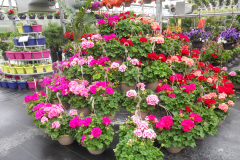 garden-centre_25675665153_o